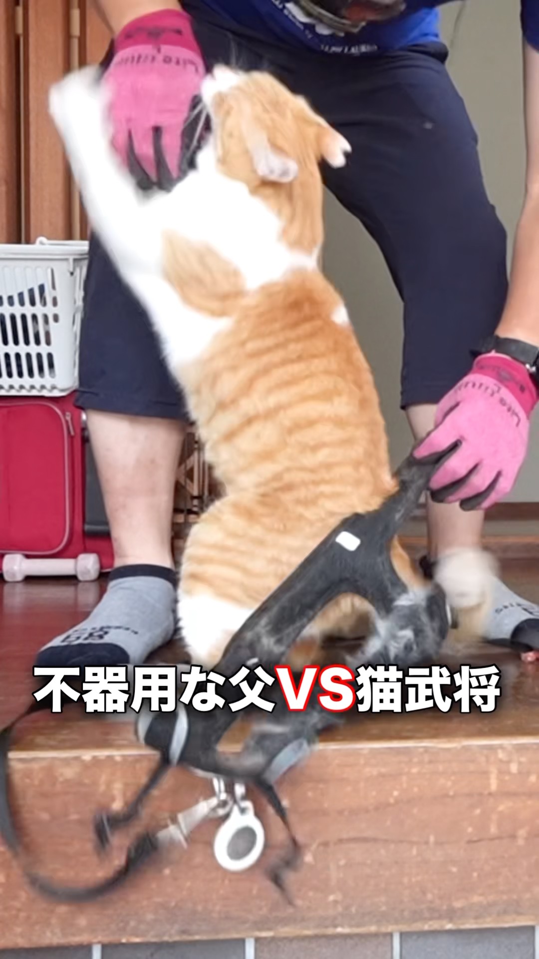 ChaCha猫 様 ChaCha: The Former Stray Cat - YouTube