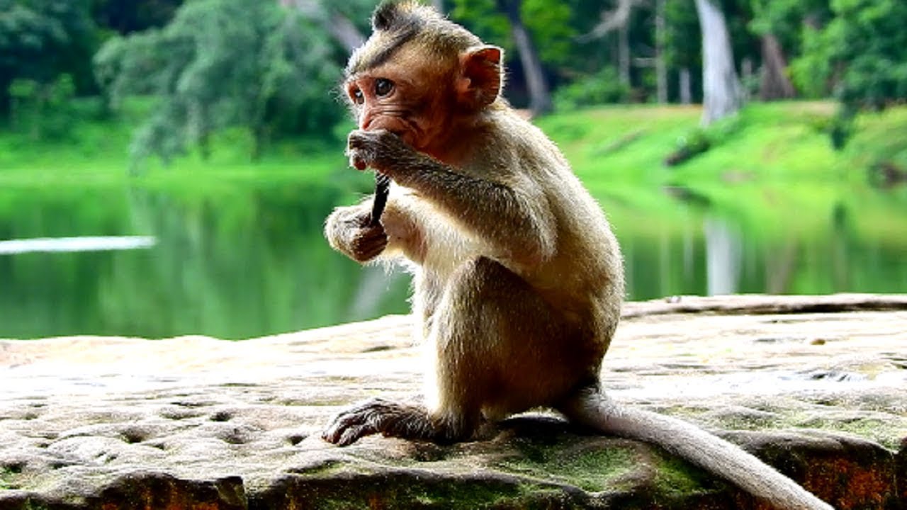 Very Pity Baby Monkey Lola, Baby Finding food, Looking So Pitiful Daily Life!
