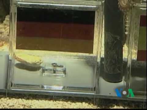 Видео: Гадкий осьминог предсказывает победителя Кубка мира [VID] - Matador Network