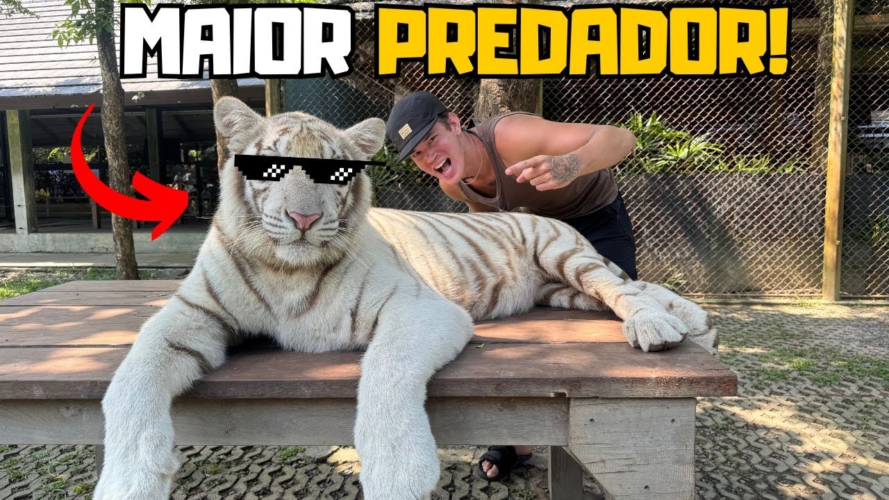 Tigres Dopados? Fui Descobrir na Tailândia!