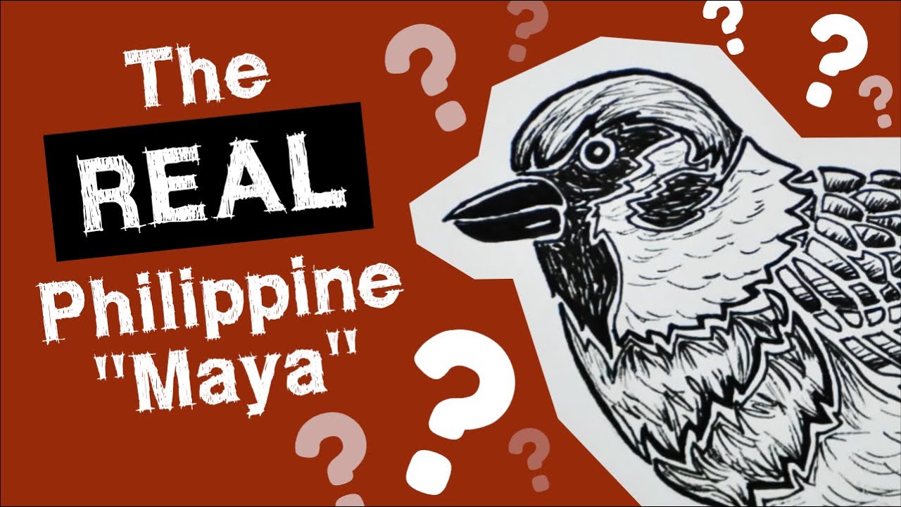Which is the REAL Philippine Maya?  〘Random Rambles〙