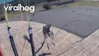 Curious Kangaroo Charges Paraglider || ViralHog