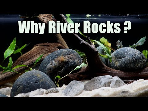 A Whole Bunch of Reasons You Should Be Using River Rocks in Your Aquarium!  