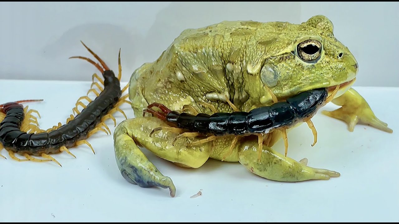 非洲牛蛙vs蜈蚣牛蛙捕食african Bullfrog Vs Centipede African Bullfrog Predation Youtube