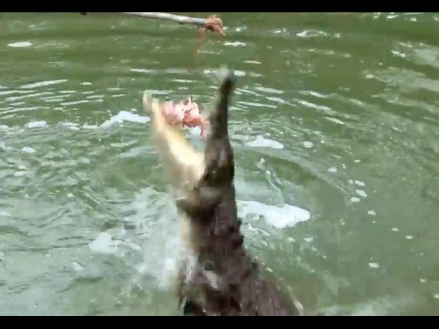 Hartley's Crocodile Adventure