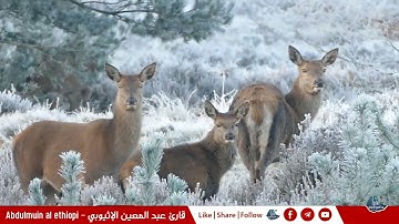 Surah Al Ghafir full length سورة غافر كاملا القارئ عبدالمعين الإثيوبي