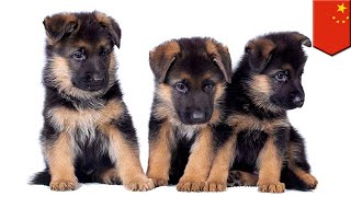 China clones its best police dog - TomoNews screenshot 3