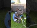 Sabrina Carpenter Nobody S Son Music Video Dog Sabrinacarpenter Frenchbulldog 