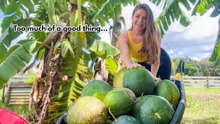 HUGE watermelon harvest! 🍉 Making room for the Fall garden #garden #permaculture