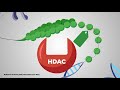 Auditory Neuroplasticity and Its Impact on Memory Formation