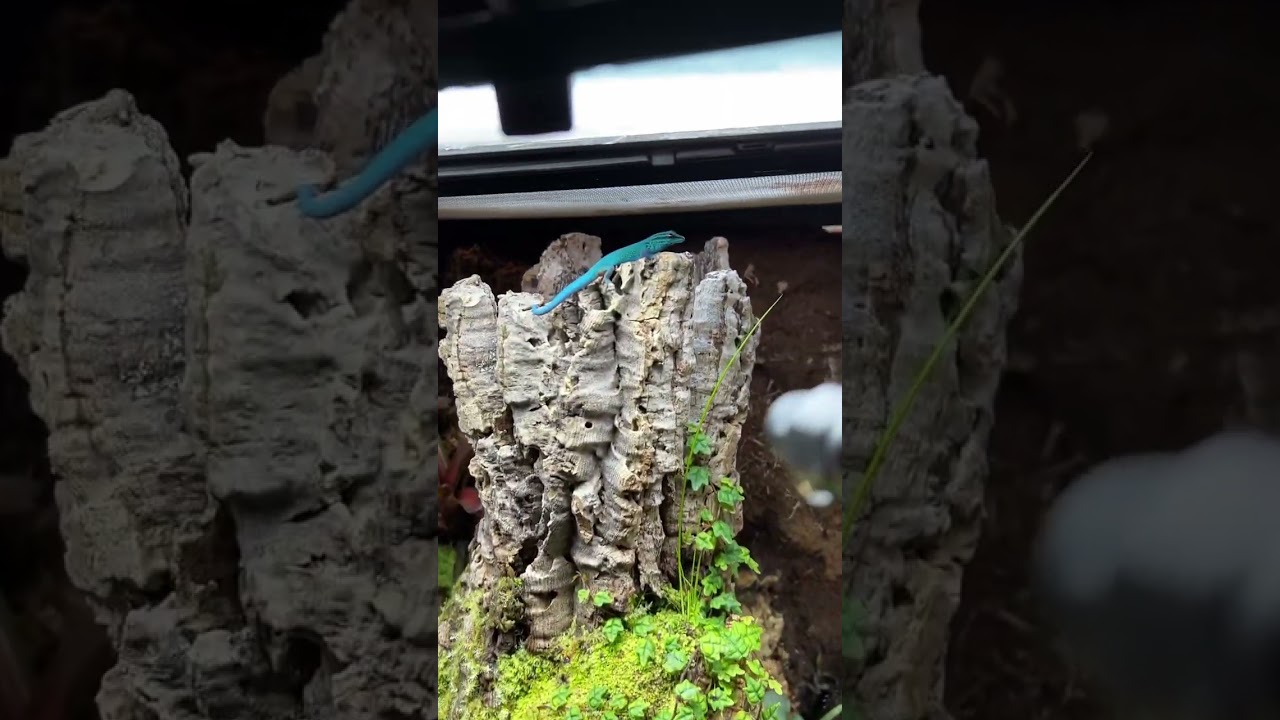 Who knew a gecko could be sooo blue