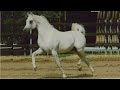 الحصان العربي المصري الأصيل | الفحل الأسطورة عصفور إبن الأسطورة مالك والفرس الأسطورة حنان | Asfour