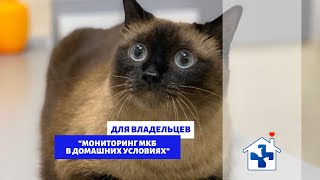 Диагностика мочекаменной болезни у кошек. КВЦ24. Крым