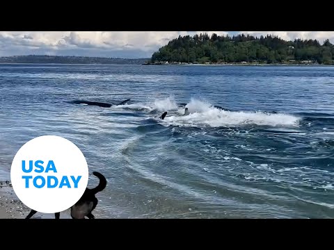 Pod of orcas put in splashy show for Washington beachgoers | USA TODAY