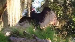 Turkey Vulture Spreading His Wings & Sunning