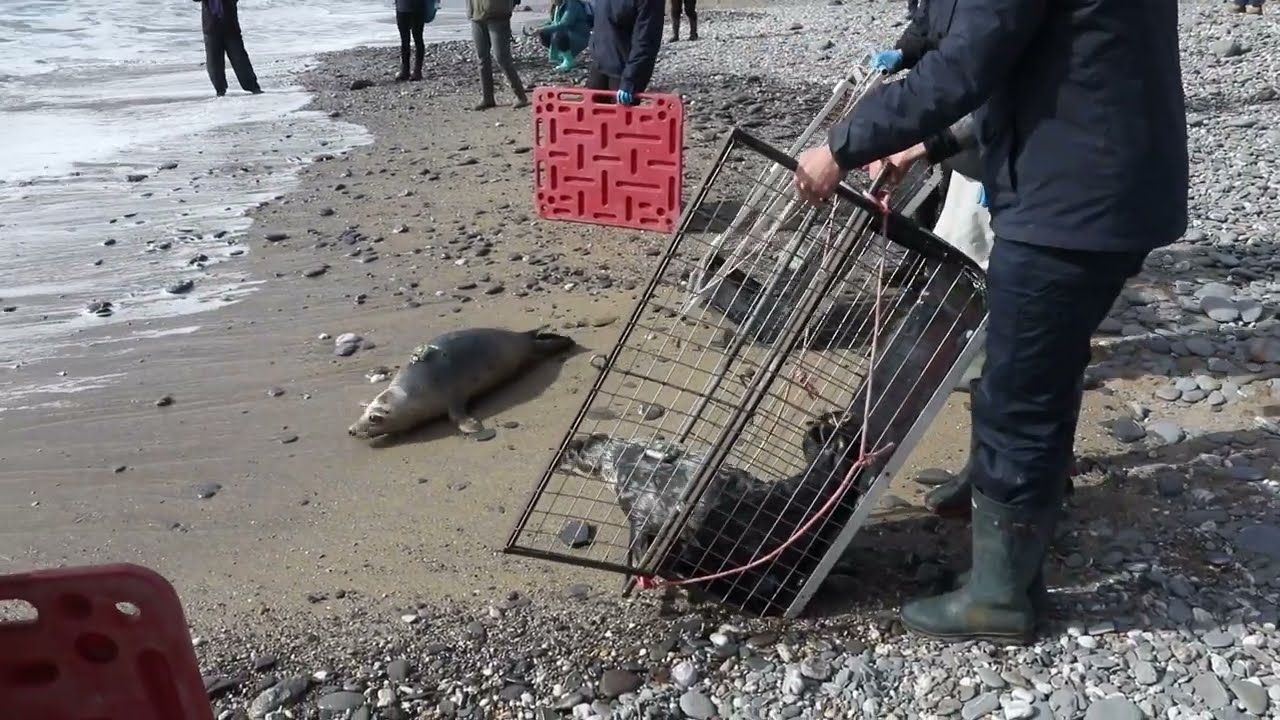 Flea and Selkie are released  by The Cornish Seal Sanctuary 12th March 2025