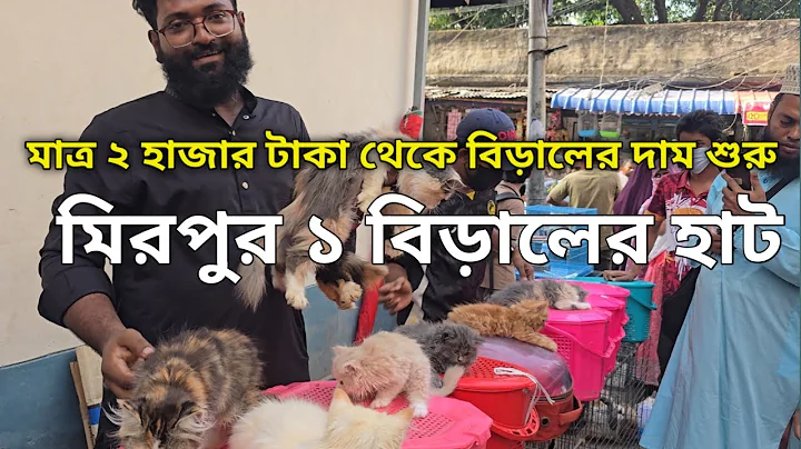 Video 11856601: persian cat kitten, persian cat male female