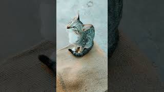 I&#39;m Alone 😓#cat #shorts #sad#sadstatus #motivation #life #advice #alonestatus #lifelessons #alone