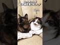 残された子もつらいんだな… #cat #猫 #保護猫