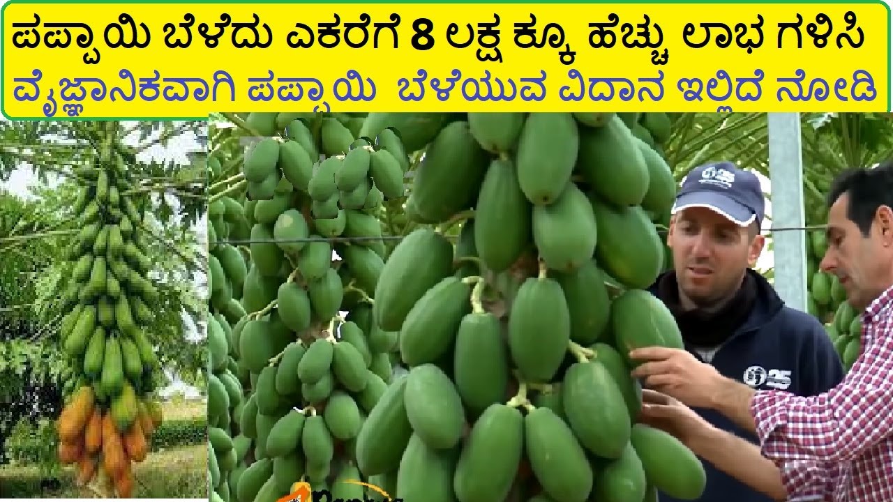 ಪಪ್ಪಾಯಿ ಹಣ್ಣಿನ ಕೃಷಿ ಬೇಸಾಯ ಮಾಡುವ ವೈಜ್ಞಾನಿಕ ವಿದಾನ ದ ಬಗ್ಗೆ ಸಂಪೂರ್ಣ ಮಾಹಿತಿ PAPPAYA FARMING IN KANNADA