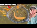 Removing POND INVADER to SAVE $1,000 KOI!