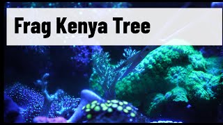 How to frag Kenya Tree soft corals screenshot 5