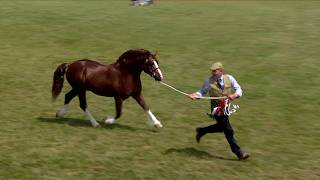 Merlod Cymreig Teip Cob - Pencampwriaeth Gwrywaidd | Welsh Ponies Cob Type - Male Championship