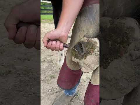 تنضيف حافر الخيل من الطين