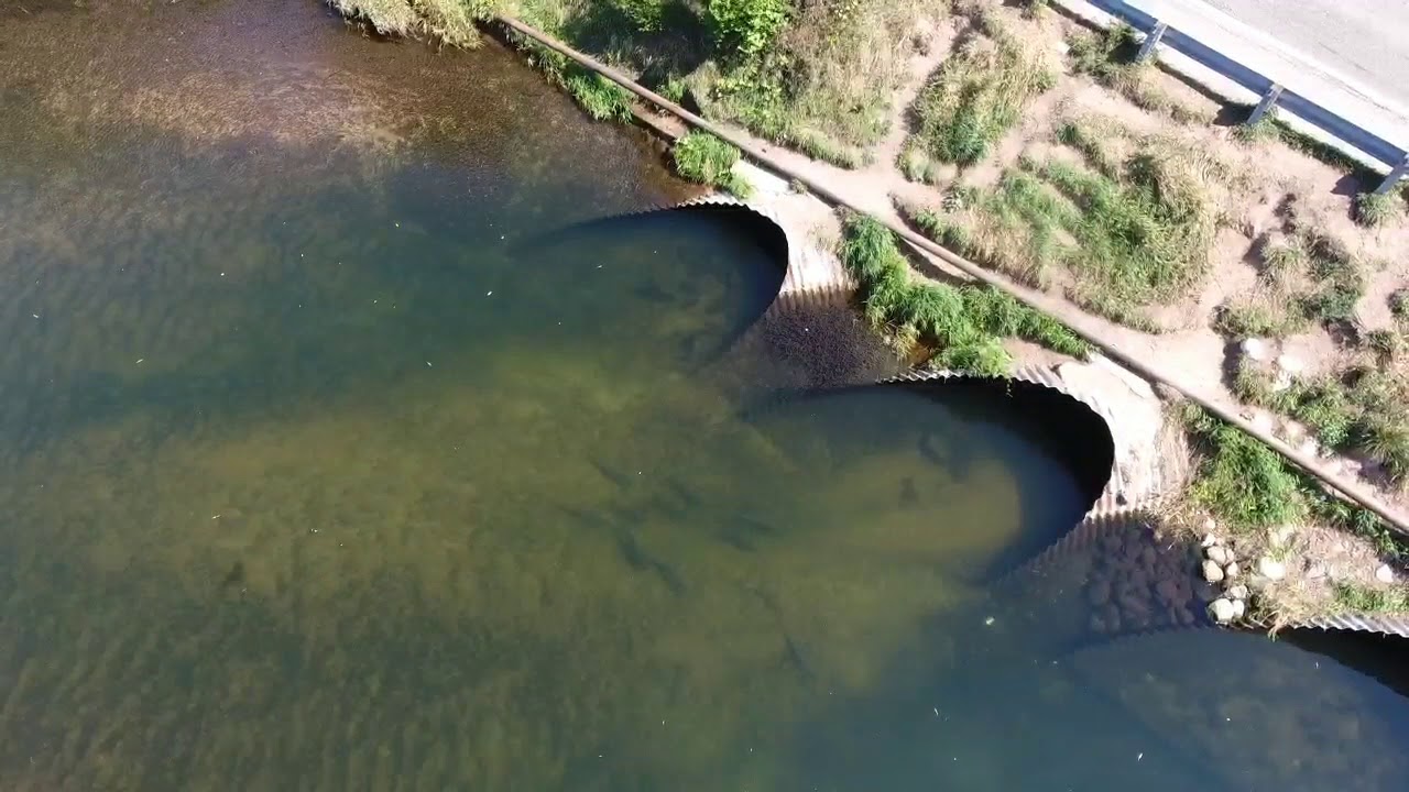 Scouting little Manistee 8-24-2018