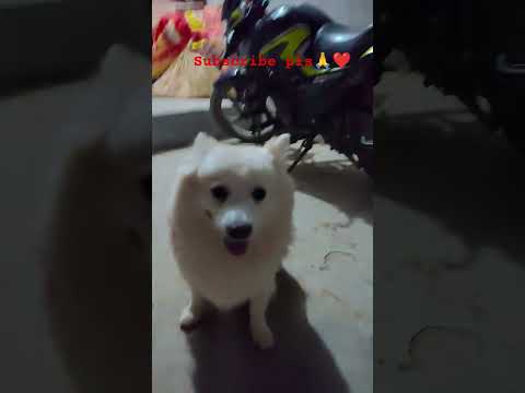 follow kar digiye🥺🤗#cute #youtubeshorts #viralshort
