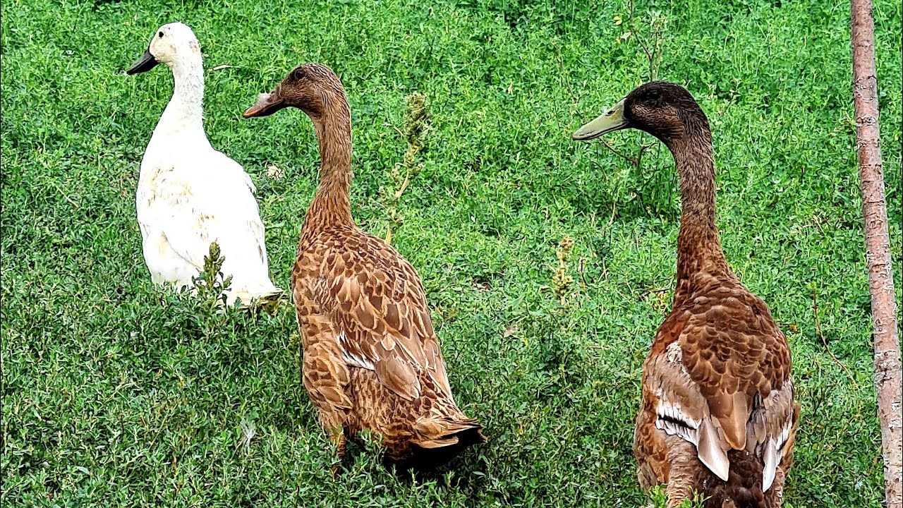 Утки индийский бегунок/Яйцами не засыпят, мясом тоже/Всё о породе из личного опыта/Плюсы и минусы