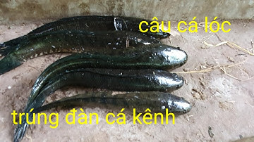 câu cá lóc bằng vịt con  # gặp bầy cá kênh || Phương fishing , hunting trap