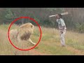 7 Pertemuan Singa Menakutkan Yang Sebaiknya Tidak Anda Klik