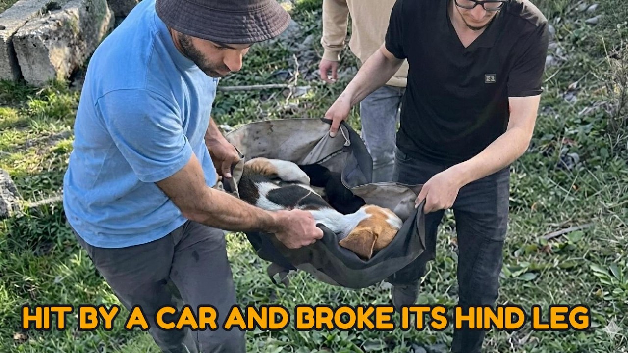 Hit by a car and abandoned by the roadside… Look at this dog now! 🐶 ️ ...