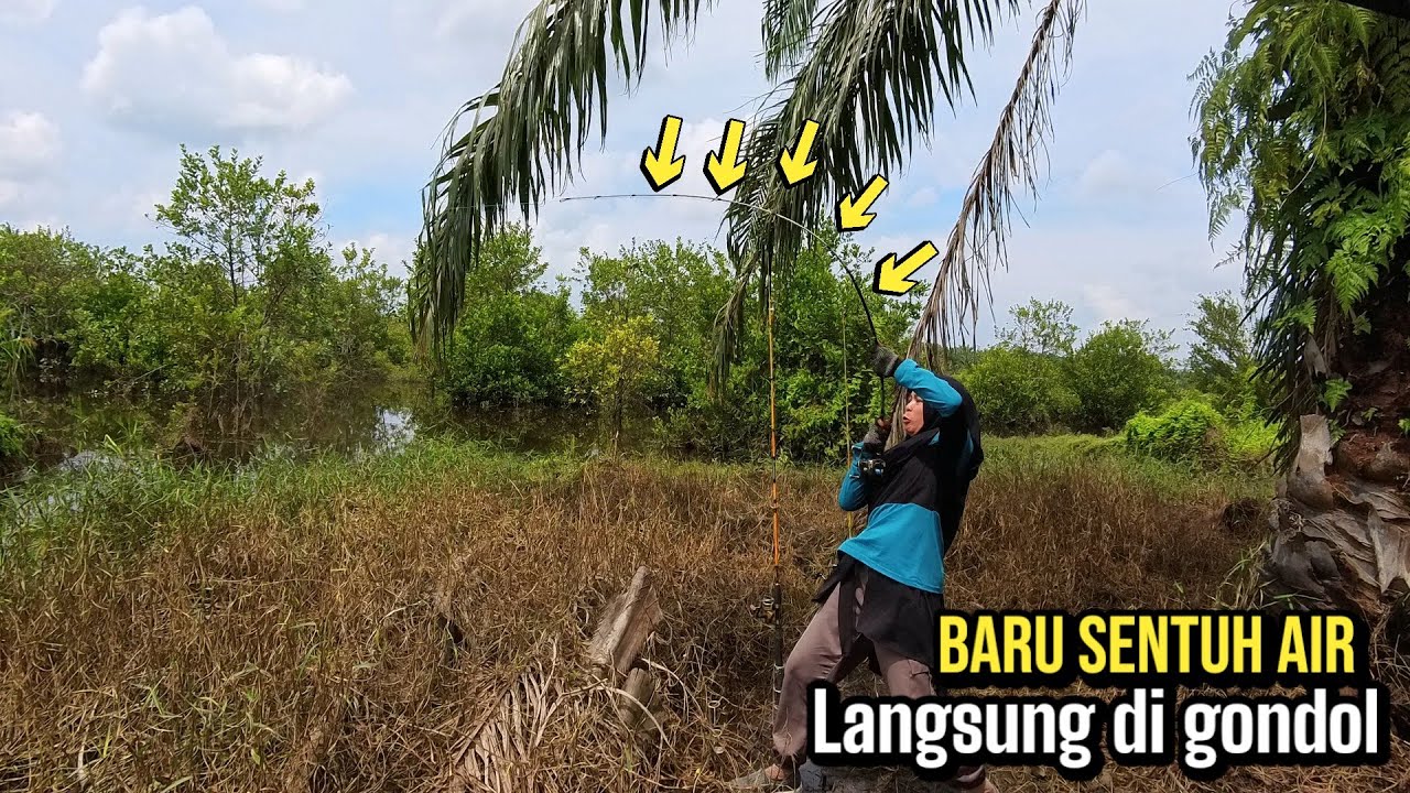 NGGA ADA OBAT!! STIKRE ikan BESAR BERKALI KALI WANITA INI SAMPAI KEWALAHAN,MANCING TOMAN UMPAN T-rex