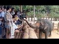 🔴unbelievable moment Wildlife Aisan wild Elephant tube today news in Sri Lanka #elephant #wildlife