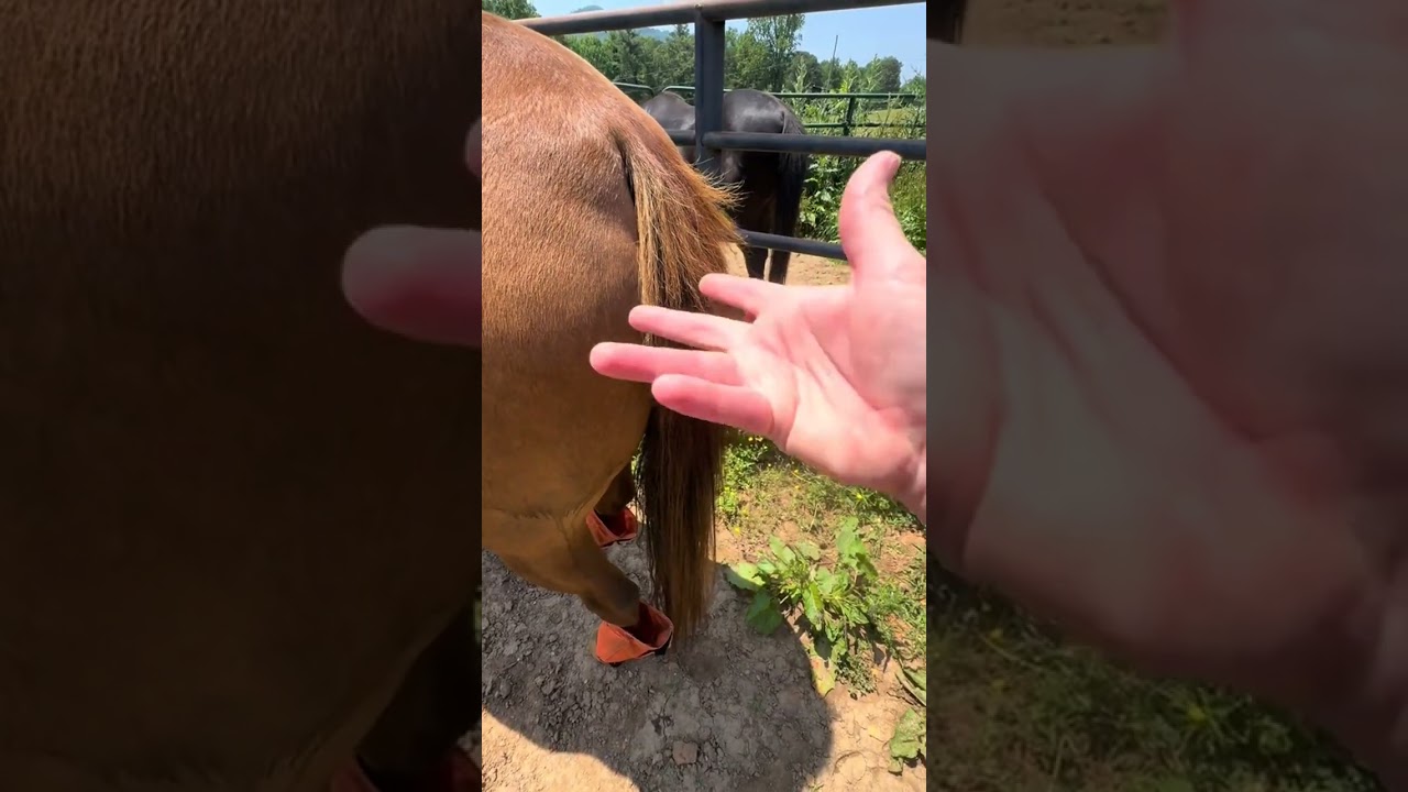 Understanding Horse Tails: Communication & Health