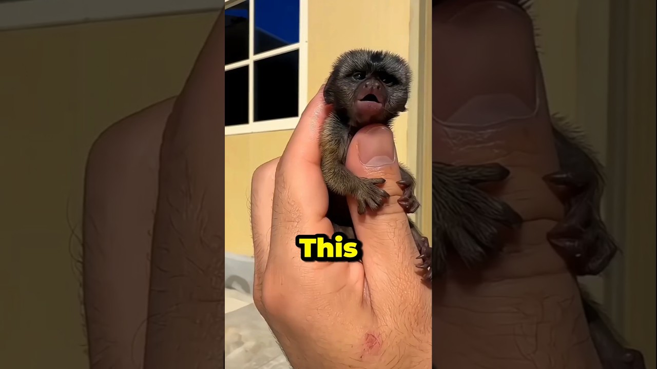 Worlds smallest monkey 🐒