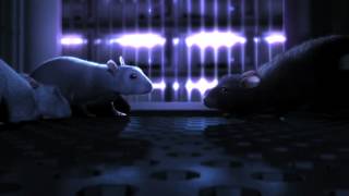 One Rat Short 2006 HDTVRip 720p