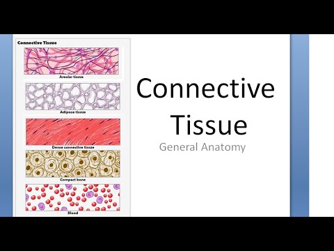 Anatomy 009 Connective tissue types examples functions loose dense specialized General Anatomy