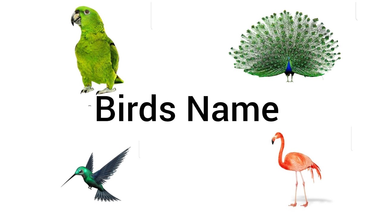 Birds Name for Kids | Learn Bird Names in English | Preschool Learning