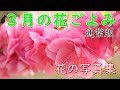 「花の写真集」３月の花ごよみ（通常版）、flower、桜の写真集、季節の花だより、花ごよみ、春の花、spring flower、