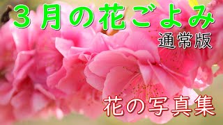 「花の写真集」３月の花ごよみ（通常版）、flower、桜の写真集、季節の花だより、花ごよみ、春の花、spring flower、