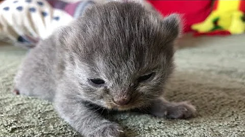 Video 1264041: breed turkish angora, scottish fold, scottishfold, pretty kittens