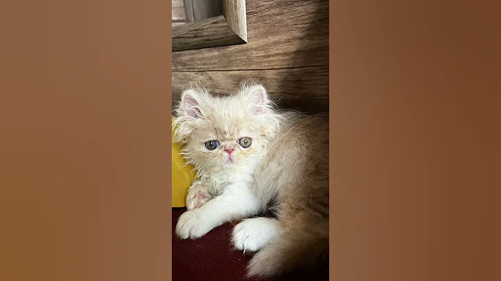 Video 11680881: cat persiancat cutecat pets, persiancat cat cutecat kitten, cat kitten persiancat kitty, persiancat cats funny cutecat, persiancat cute pets cat