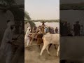 Old Kharas Atta Chakki #farmingtraditions #punjabihistory #punjabiculture #shortsviral