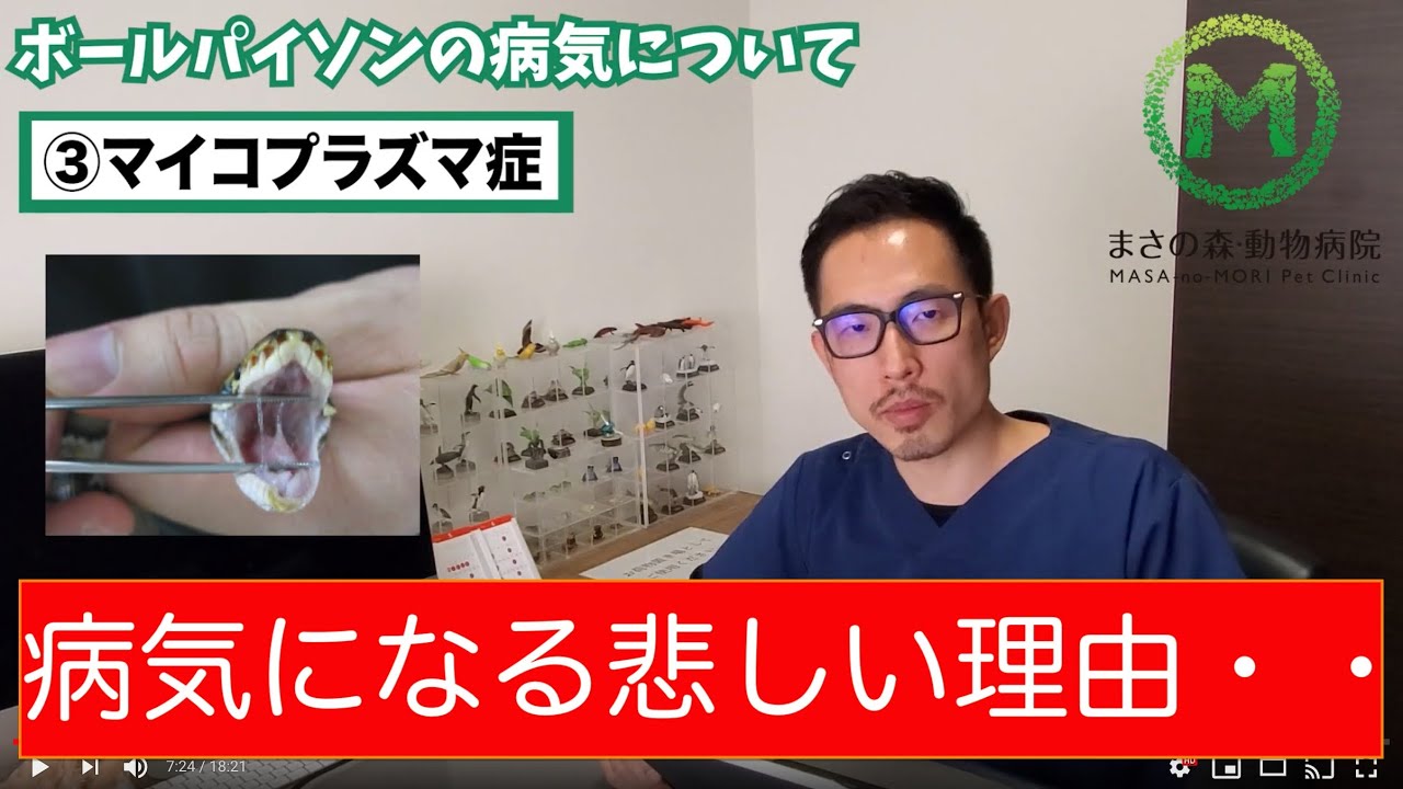 蛇 ボールパイソン 獣医師が教える気をつけるべき病気5選 Youtube 蛇 ボールパイソン 獣医師が教える気をつけるべき病気5選 Youtube