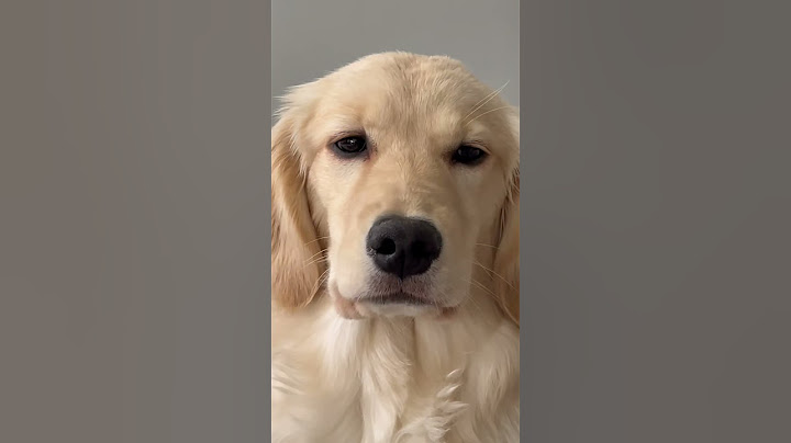 Dear Santa Paws… 🥺🎄 #dogshorts #puppy #goldenretriever #dogs #puppies #puppyvideos