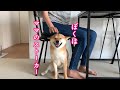 ママからひと時も離れたくない、超ママっ子柴犬がこちらです