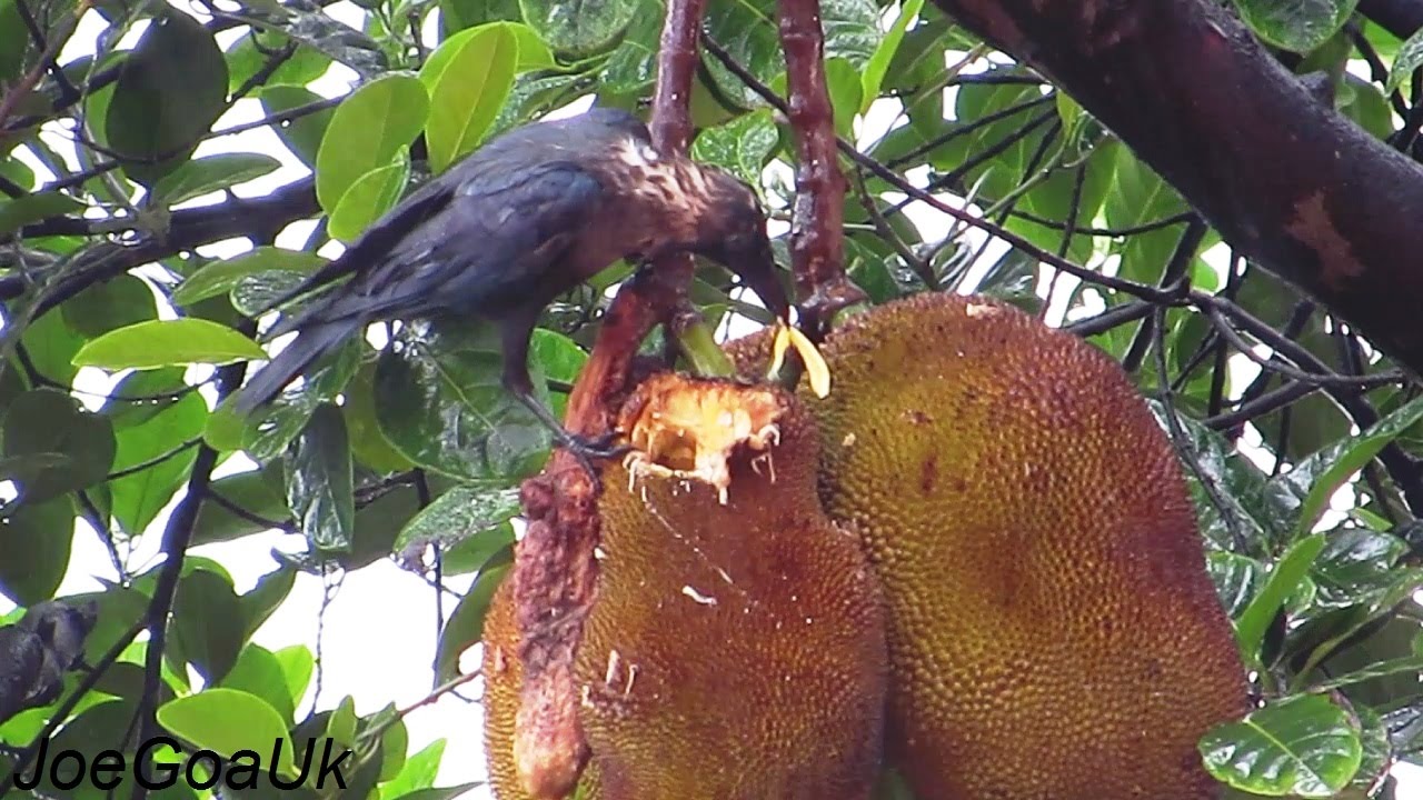 Crow eating Jackfruit YouTube